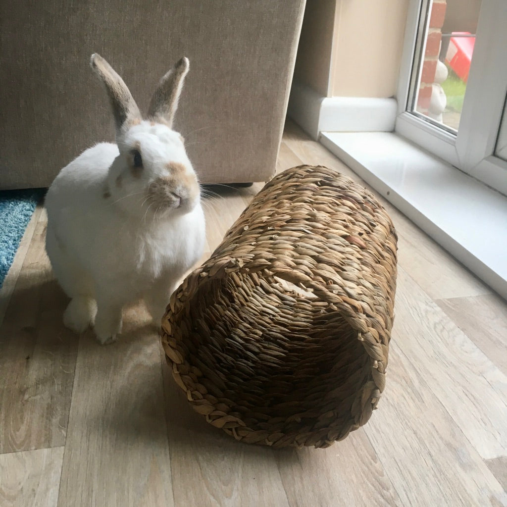 Macaroon, a white and caramel nosied warrior bunny, sits by a Rosewood water hyacinth and rattan tunnel in her lounge.