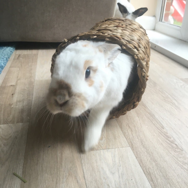 Macaroon, a white and caramel nosied warrior bunny emerges from a Rosewood water hyacinth and rattan tunnel in her lounge. Her brother Oreo's black ears are just visible in the background.