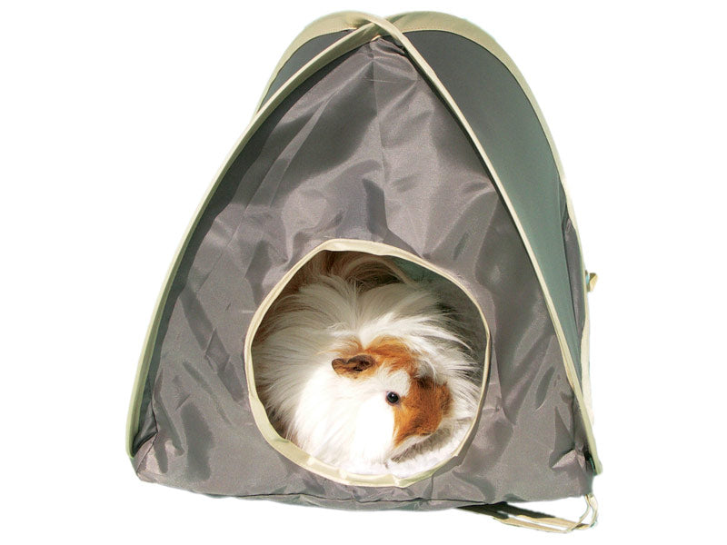 Very fluffy white with ginger patches guinea pig sits in a Rosewood pop-up tent for rabbits (and other small furries).