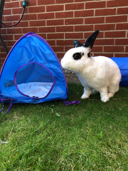 Staff rabbit Oreo, a white bunny with black ears and around his eyes, examines a blue Rosewood pop-up tent for rabbits in his garden.
