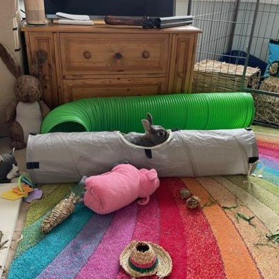 A brown bunny pokes their ears out of the centre entrance of a grey Rosewood rabbit activity tunnel in their lounge.