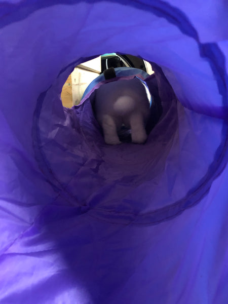Action shot along a blue Rosewood rabbit activity tunnel where staff bunny Oreo's fluffy white tail and hind feet can be seen as he hops through it.