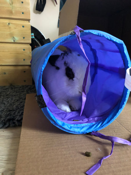 White with black ears and around eyes staff bunny Oreo sits just inside his blue Rosewood rabbit activity tunnel with piece of kibble in foreground.