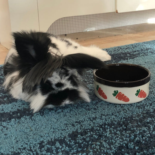 Rabbit Retail staff member Sprinkles lounges beside her stylish Rosewood rabbit food bowl with carrot design demonstrating its alternate use as her water bowl.