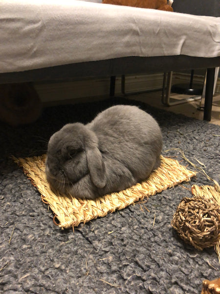 Staff member Dandelion, a fluffy grey lop-eared bunny, loafs upon her Rosewood woven chill n scratch mat x large rabbit toy, in front of her sofa and by other toys. She looks comfy.